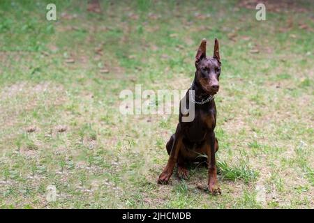 Dobermann, braun, mit einer Kette um den Hals, sitzt auf einer Lichtung. Hochwertige Fotos Stockfoto