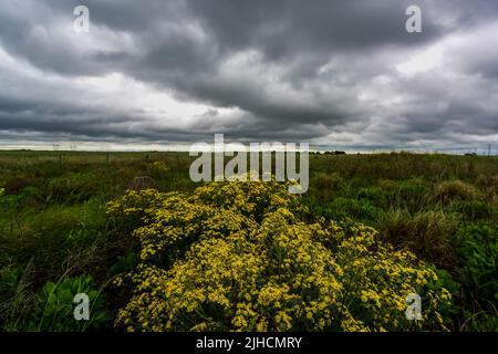 Pampas stürmische Landschaft, Provinz La Pampa, Patagonien, Argentinien. Stockfoto