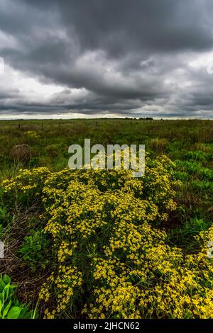 Pampas stürmische Landschaft, Provinz La Pampa, Patagonien, Argentinien. Stockfoto