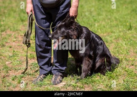 Schwarzer deutscher Schäferhund auf grünem Gras neben dem Besitzer. Hochwertige Fotos Stockfoto
