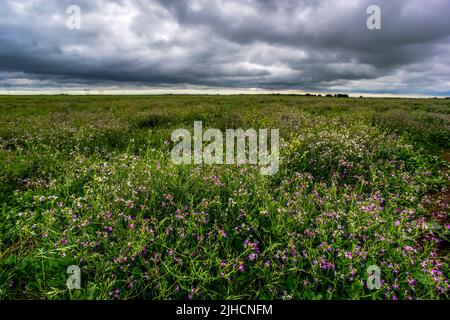 Pampas stürmische Landschaft, Provinz La Pampa, Patagonien, Argentinien. Stockfoto