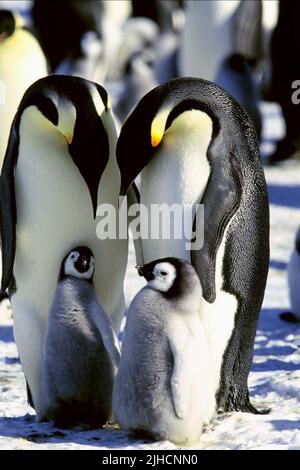 Antarktis KAISERPINGUINE, März der Pinguine, 2005 Stockfoto