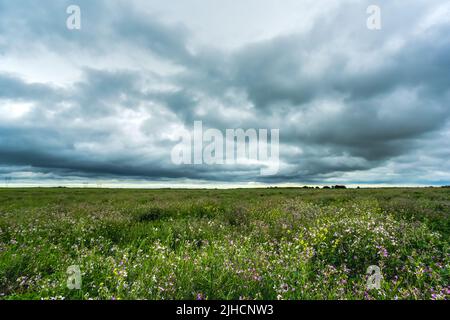 Pampas stürmische Landschaft, Provinz La Pampa, Patagonien, Argentinien. Stockfoto