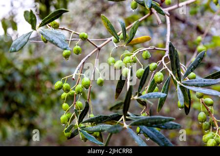 Oliven wachsen auf einem Baum im Regen, Camogli, Ligurien, Italien Stockfoto