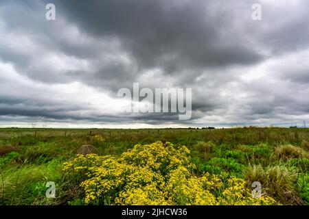 Pampas stürmische Landschaft, Provinz La Pampa, Patagonien, Argentinien. Stockfoto