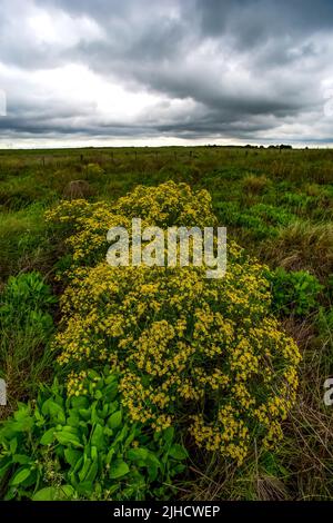 Pampas stürmische Landschaft, Provinz La Pampa, Patagonien, Argentinien. Stockfoto