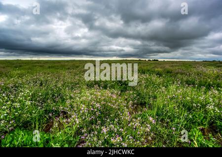 Pampas stürmische Landschaft, Provinz La Pampa, Patagonien, Argentinien. Stockfoto