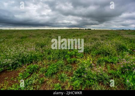 Pampas stürmische Landschaft, Provinz La Pampa, Patagonien, Argentinien. Stockfoto