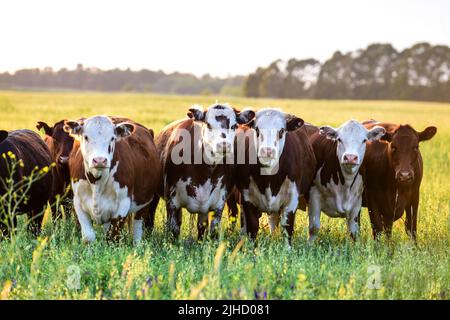 Viehherde auf dem Land von Pampa, Tiere, die auf natürlichen Weiden, Provinz La Pampa, Patagonien, Argentinien, aufgezogen werden. Stockfoto