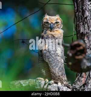 Junge Zwergeule, die in einem Baum sitzt Stockfoto