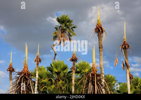 Carnauba (copernicia prunifera) ist eine Palmenart, die im Nordosten Brasiliens beheimatet ist. Es ist die Quelle von Carnaubawachs Stockfoto