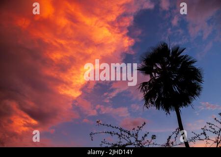 Carnaubapalme oder copernicia prunifera oder carnaubeira Stockfoto