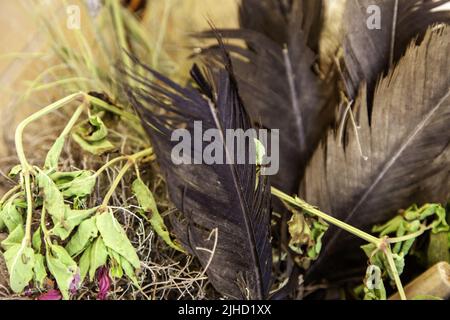 Detail der Dekoration mit schwarzen Federn Stockfoto