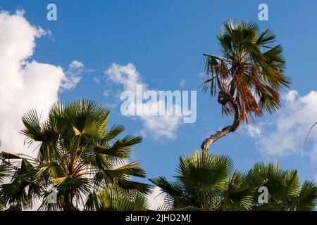 Carnaubapalme oder copernicia prunifera oder carnaubeira Stockfoto