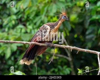 Hoatzin, Opisthocomus hoazin, ein Folivor-Vogel im Amazonas von Peru Stockfoto