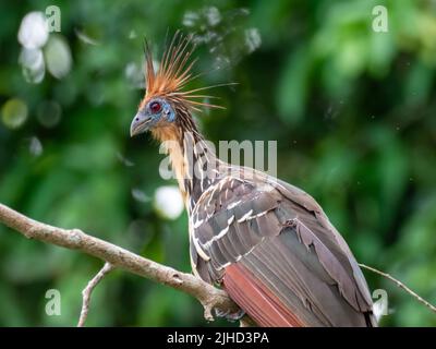 Hoatzin, Opisthocomus hoazin, ein Folivor-Vogel im Amazonas von Peru Stockfoto