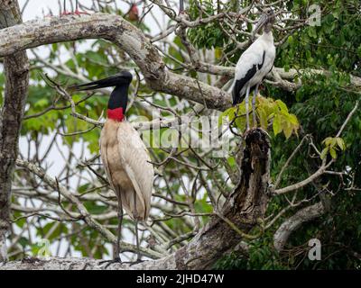 Jabiru, Jabiru mycteria, ein Riesenstorch zusammen mit Holzstorch, Mycteria americana, oberer Amazonas von Peru Stockfoto