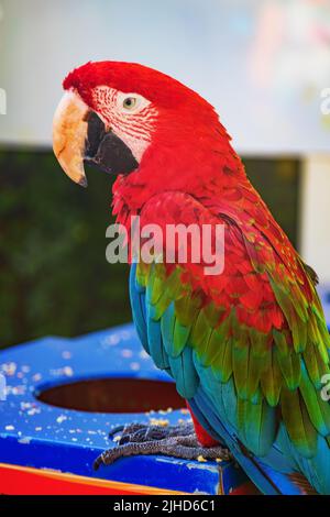 Zwei Ara-Papageien essen Nahrung. Stockfoto