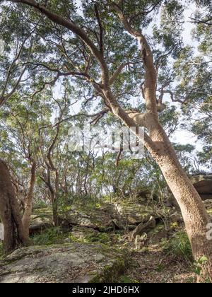 Ein Sydney Red Gum (Angophora costata) im trockenen Eukalyptuswald im Royal National Park in der Nähe von Otford. Stockfoto