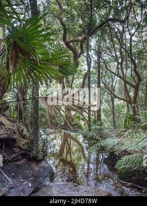 Kohl-Palme (Livistona australis) wedeln über einem Bach im dichten Uferwald, Royal National Park. Stockfoto