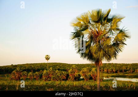 Carnauba (copernicia prunifera) ist eine Palmenart, die im Nordosten brasiliens beheimatet ist Stockfoto