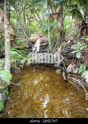 Tannin-gefärbter Pool im Regenwald im Royal National Park. Stockfoto