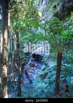Ein kleiner Bach stürzt sich tief in den gemäßigten Regenwald der Blue Mountains, Katoomba, an einer Sandsteinfelsenwand hinab. Stockfoto