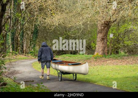 Issaquah, Washington, USA. Mann zieht sein Kanu auf einem Dolly, um es zum Lake Sammamish zu transportieren. (MR) Stockfoto