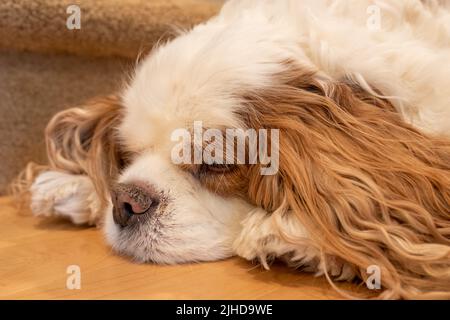Issaquah, Washington, USA. Cavalier King Charles Spaniel, Mandy, auf einem Hartholzboden liegend und sehr erloschend Stockfoto