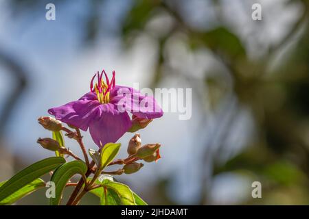 Blüten und Früchte der indischen Rhododendronpflanze, violette Blütenblätter, grüne herzförmige Blätter mit rauer Oberfläche. Natürliche Vegetation in den Bergen Stockfoto