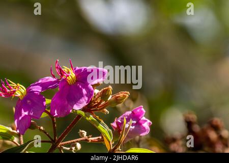 Blüten und Früchte der indischen Rhododendronpflanze, violette Blütenblätter, grüne herzförmige Blätter mit rauer Oberfläche. Natürliche Vegetation in den Bergen Stockfoto