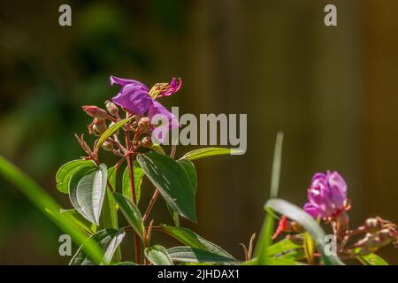 Blüten und Früchte der indischen Rhododendronpflanze, violette Blütenblätter, grüne herzförmige Blätter mit rauer Oberfläche. Natürliche Vegetation in den Bergen Stockfoto