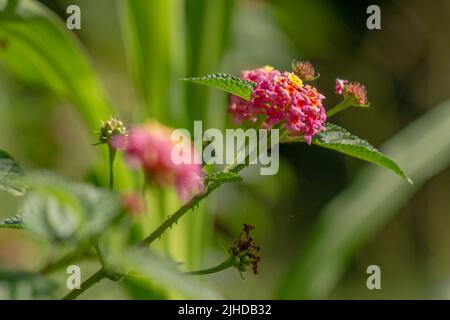 Blüten und Blätter der lantana Camara Pflanze, rosa Blütenstände mit gelben Spitzen, herzförmige Blätter mit rauer Textur, bergiges natürliches Gemüse Stockfoto