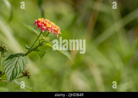 Blüten und Blätter der lantana Camara Pflanze, rosa Blütenstände mit gelben Spitzen, herzförmige Blätter mit rauer Textur, bergiges natürliches Gemüse Stockfoto