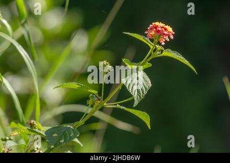 Blüten und Blätter der lantana Camara Pflanze, rosa Blütenstände mit gelben Spitzen, herzförmige Blätter mit rauer Textur, bergiges natürliches Gemüse Stockfoto