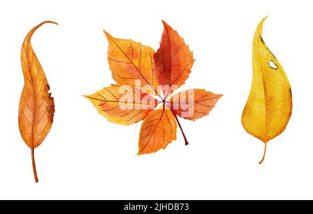 Aquarell handgezeichnete Illustration von rot-orange gelben Herbstblättern. Eichenlaub, Weinreben, Waldholzelemente, Dankeskunst Stockfoto
