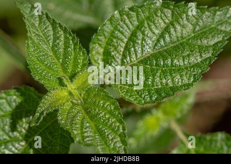 Die Blätter der lantana Camara Pflanze, herzförmige Blätter mit einer rauen Textur, die natürliche Vegetation der Berge, die Luft ist kühl Stockfoto