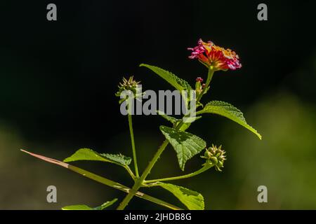 Blüten und Blätter der lantana Camara Pflanze, rosa Blütenstände mit gelben Spitzen, herzförmige Blätter mit rauer Textur, bergiges natürliches Gemüse Stockfoto