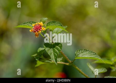 Blüten und Blätter der lantana Camara Pflanze, rosa Blütenstände mit gelben Spitzen, herzförmige Blätter mit rauer Textur, bergiges natürliches Gemüse Stockfoto