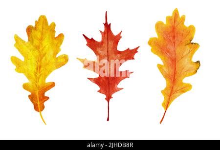 Aquarell handgezeichnete Illustration von rot-orange gelben Herbstblättern. Eichenlaub, Weinreben, Waldholzelemente, Dankeskunst Stockfoto