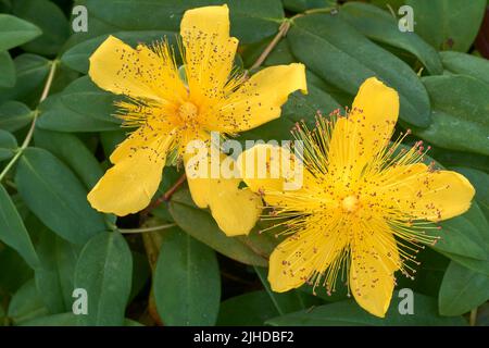 Nahaufnahme von zwei Johanniskraut-Blüten (Hypericum perforatum), die in einem Garten blühen Stockfoto