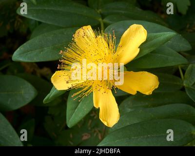 Nahaufnahme einer einzelnen Johanniskraut-Blume (Hypericum perforatum), die in einem Garten blüht Stockfoto