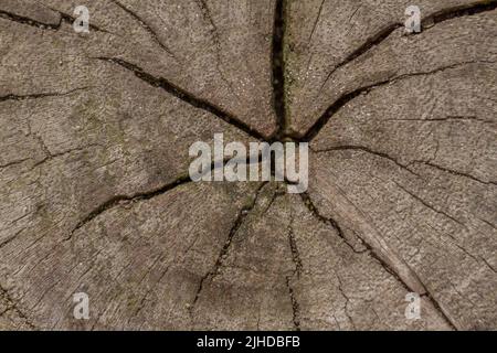 Nahaufnahme eines Baumstamms, der abgeschlagen wurde, hat der mittlere Teil begonnen, nach der Textur des Holzes zu brechen. Holzbäume in den Tropen Stockfoto
