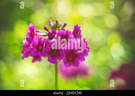 Selektiver Fokus. Nahaufnahme der schönen Primula Alba, japanischer Cowslip, japanische Primrose, Königin der Primrosen Alba (Primula japonica) Stockfoto