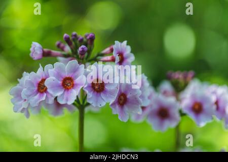 Selektiver Fokus. Nahaufnahme der schönen Primula Alba, japanischer Cowslip, japanische Primrose, Königin der Primrosen Alba Primula japonica Stockfoto