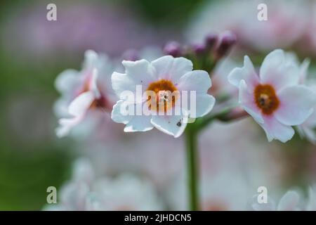 Selektiver Fokus. Nahaufnahme der schönen Primula Alba, japanischer Cowslip, japanische Primrose, Königin der Primrosen Alba Primula japonica Stockfoto