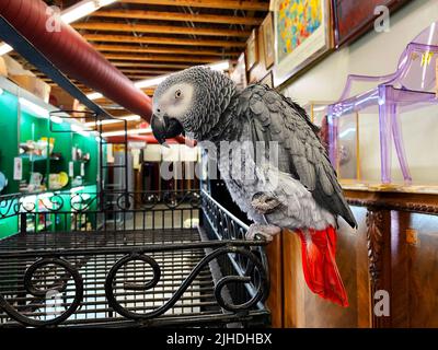 Ein grauer Papagei, Psittacus erithacus Stockfoto