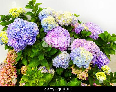 Eine großblättrige Hortensia, Hortensia macrophylla, zeigt mehrere Farben Stockfoto