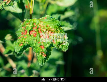 Blatt einer roten Johannisbeere der staunenden Blattpflanzen-Läuse. Hochwertige Fotos Stockfoto