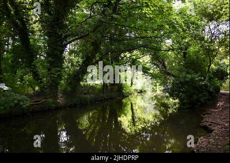 River Darent, Lullingstone Country Park, Eynsford, Kent. VEREINIGTES KÖNIGREICH Stockfoto